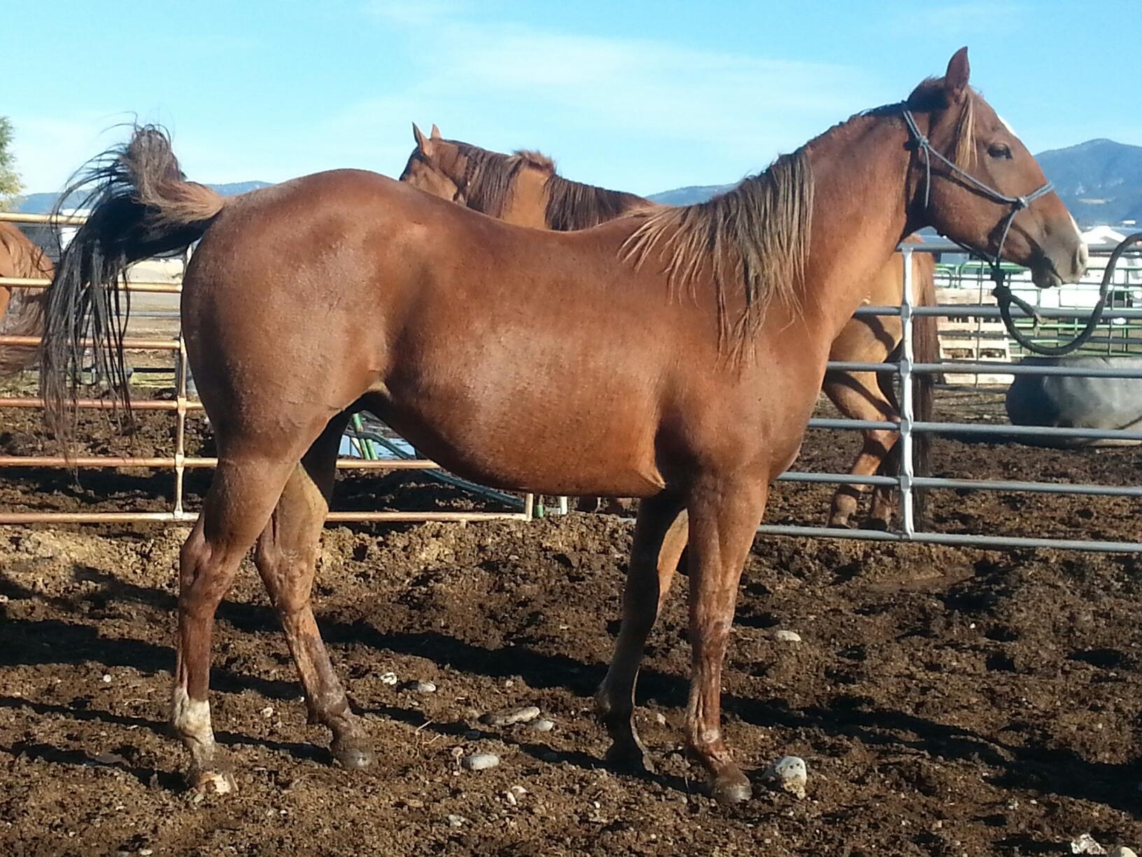 Montana Horses for Sale Bozeman, Montana
